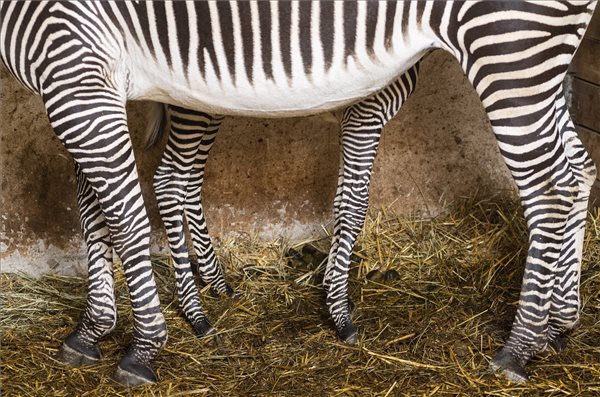 Grévy-zebra született a Nyíregyházi Állatparkban