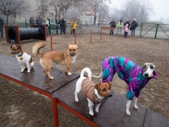 Kutyafuttató debrecenben