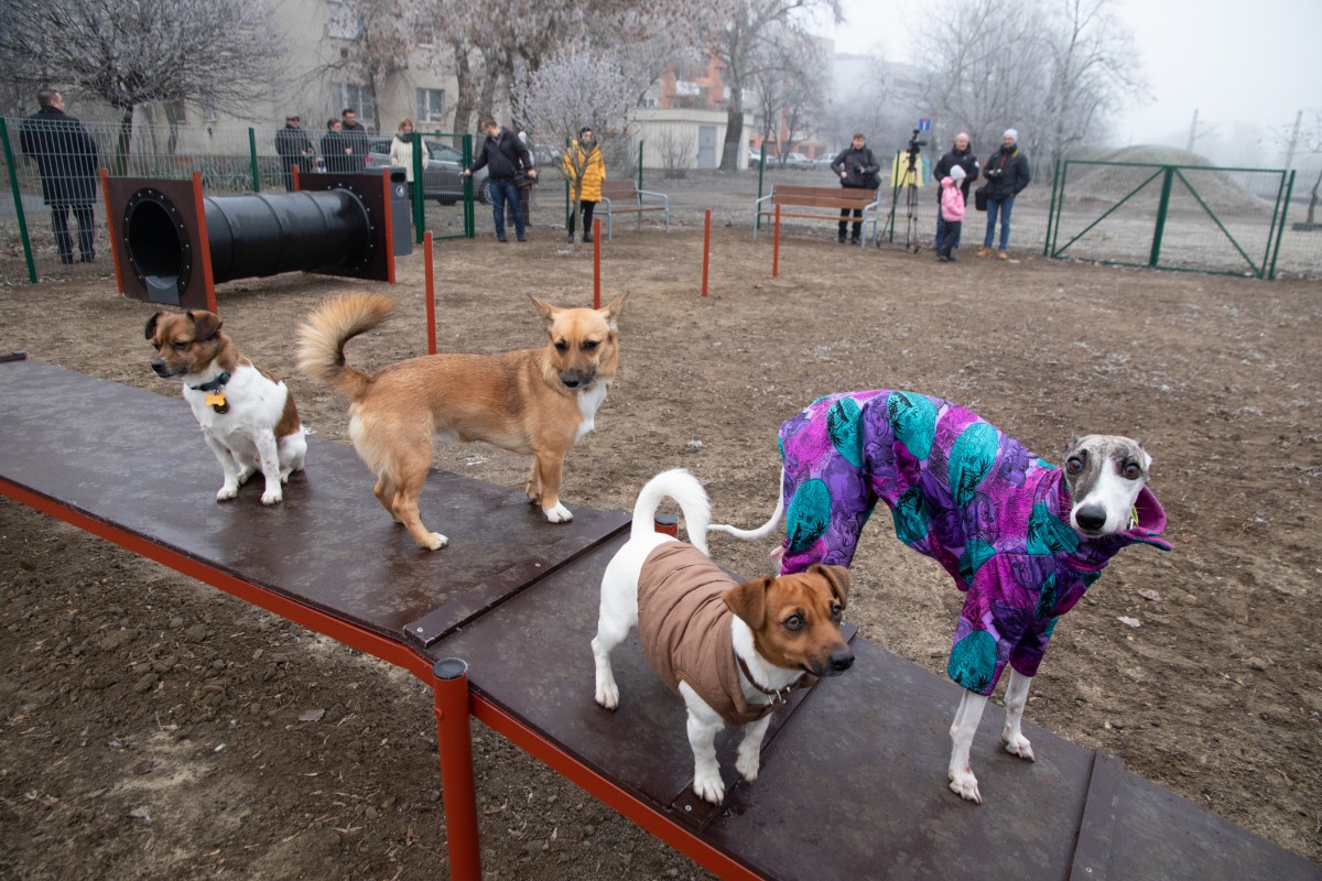 Kutyafuttató debrecenben