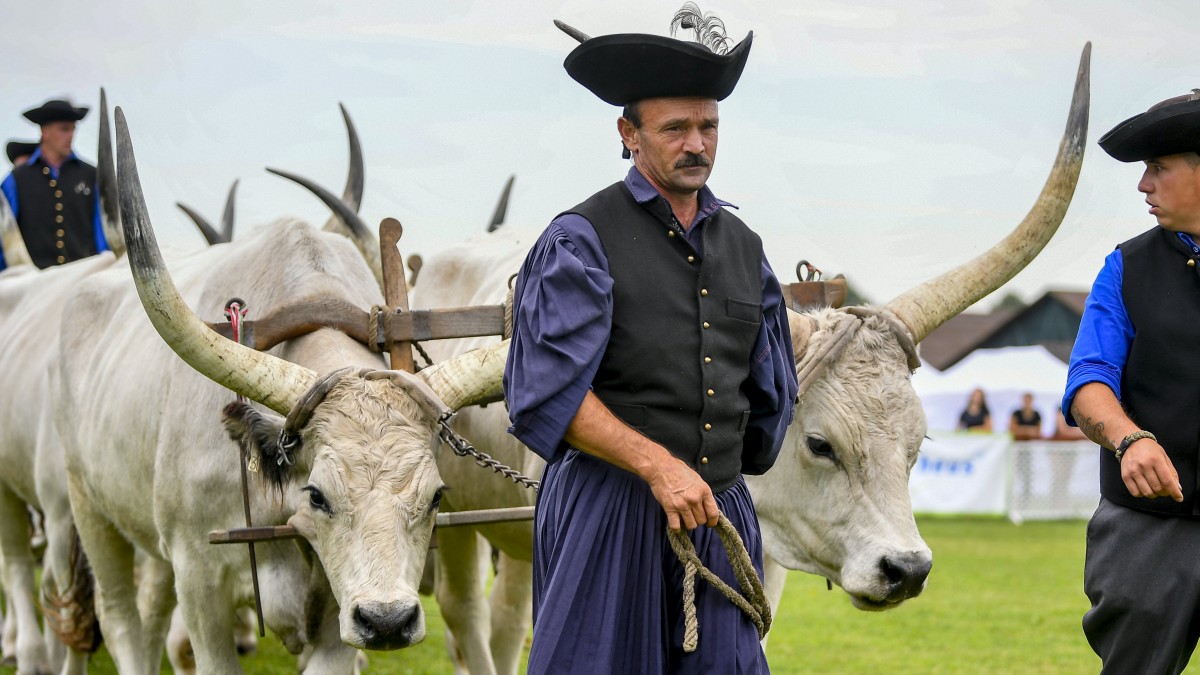 Szürkemarha, Farmer Expo