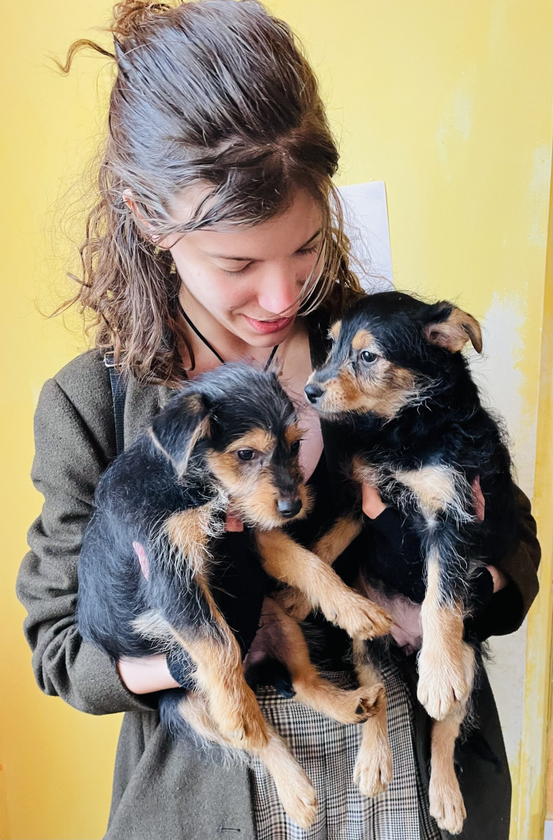 Debreceni állatmenhely