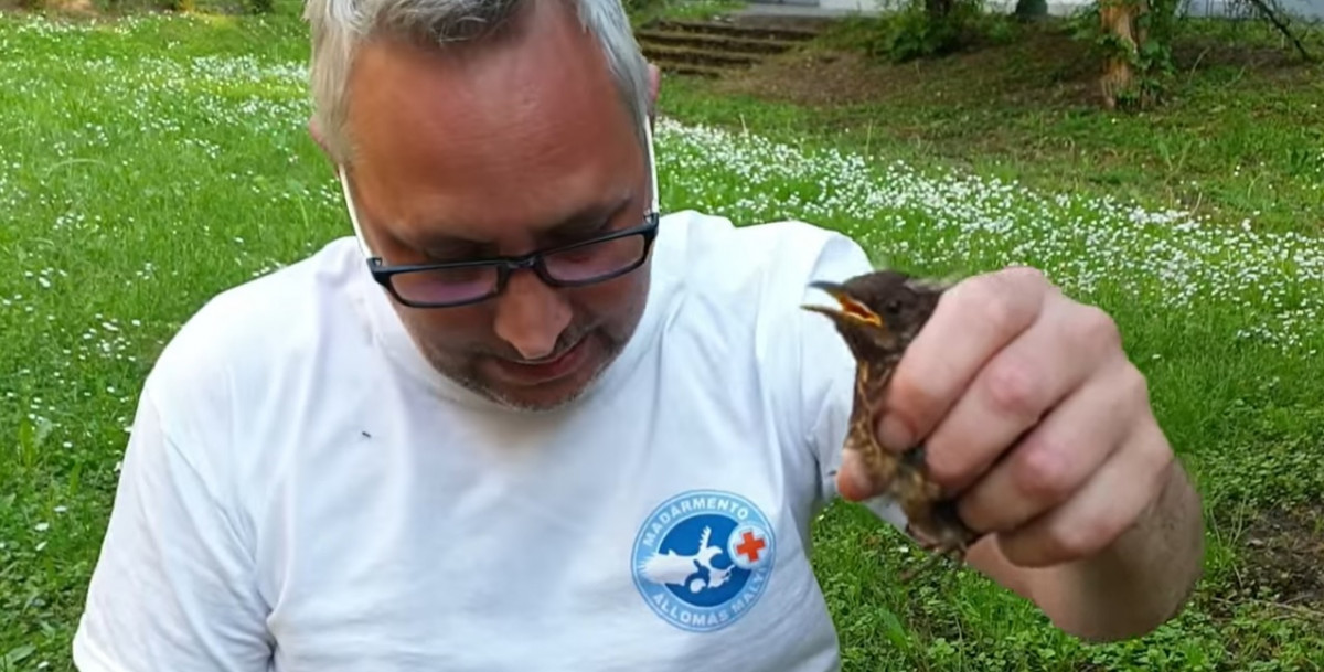 Fekete rigókat mentettek ki aknából Tiszaújvárosban