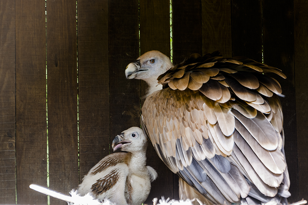 Már egy hónapos a keselyűfióka