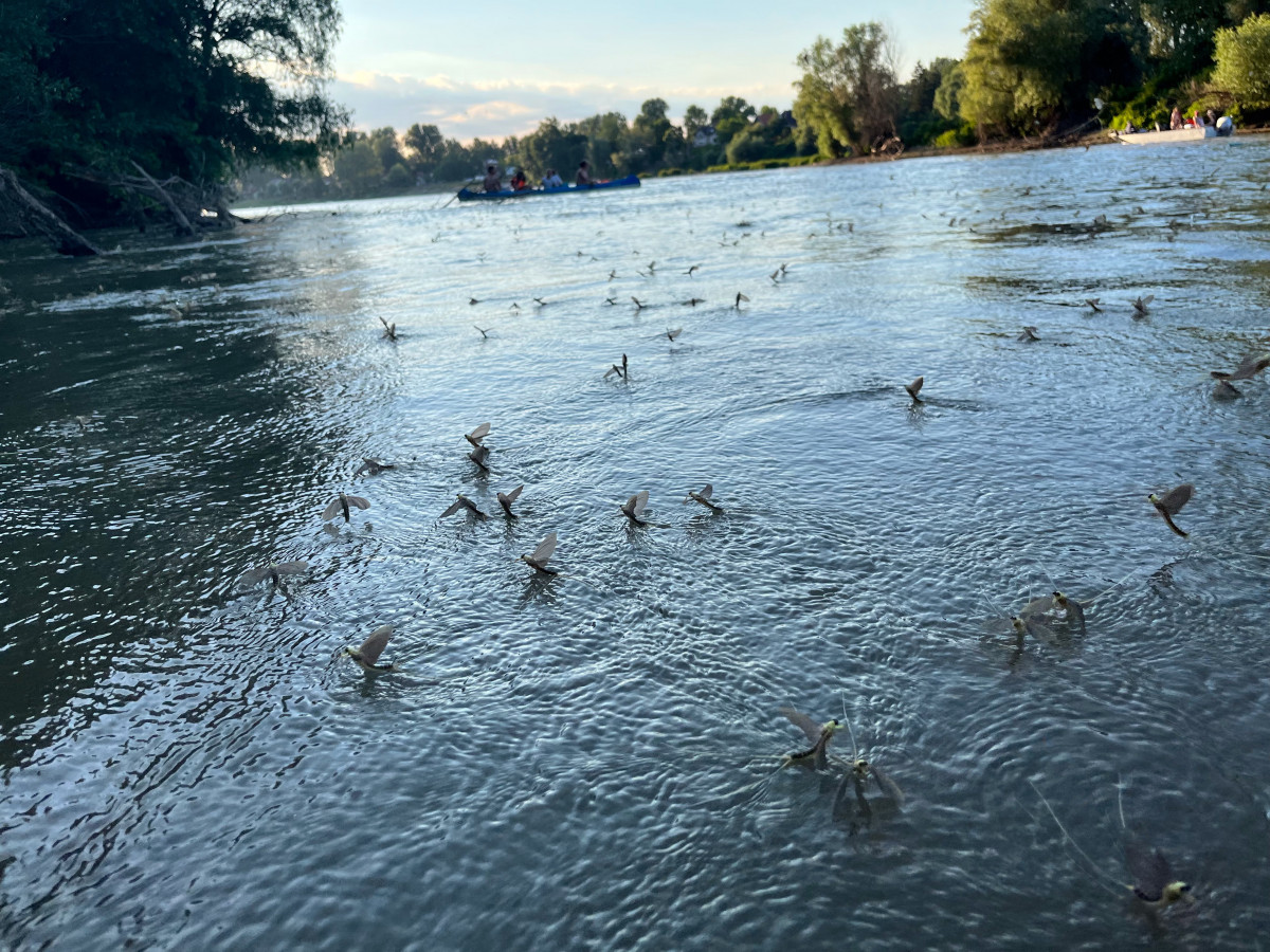 Kérészek násztánca a Tisza felett
