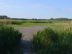 Fancsika kiszáradt Debrecen