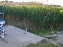 Fancsika kiszáradt Debrecen