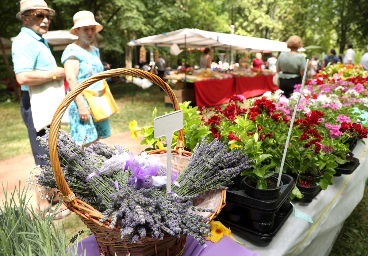 Levendula és Rózsanapok