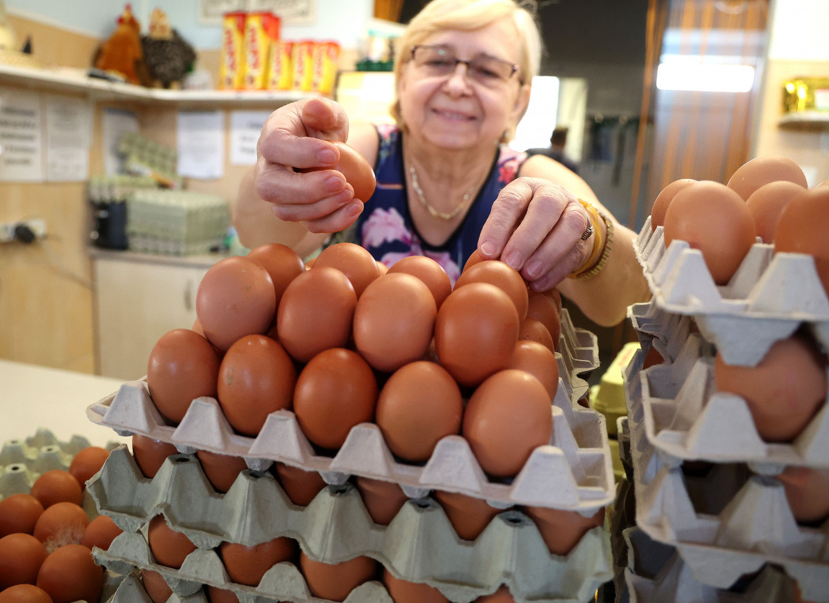 Tojás Kotogány Mars tér