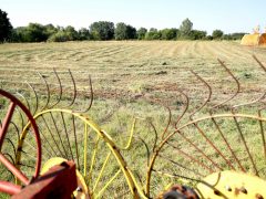 Bük József bordányi gazdálkodó