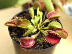 Rovarfogó Nap Füvészkert