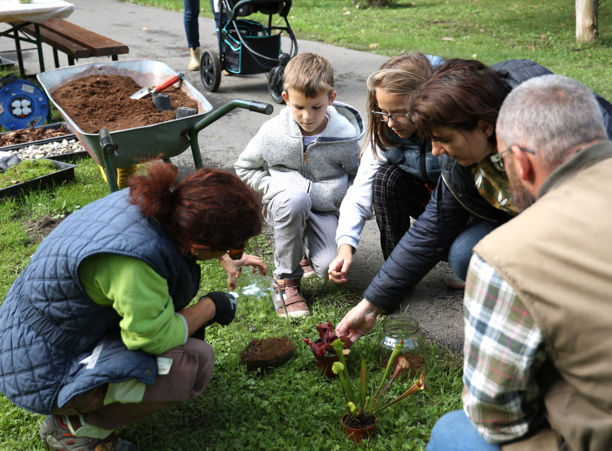 Rovarfogó Nap Füvészkert