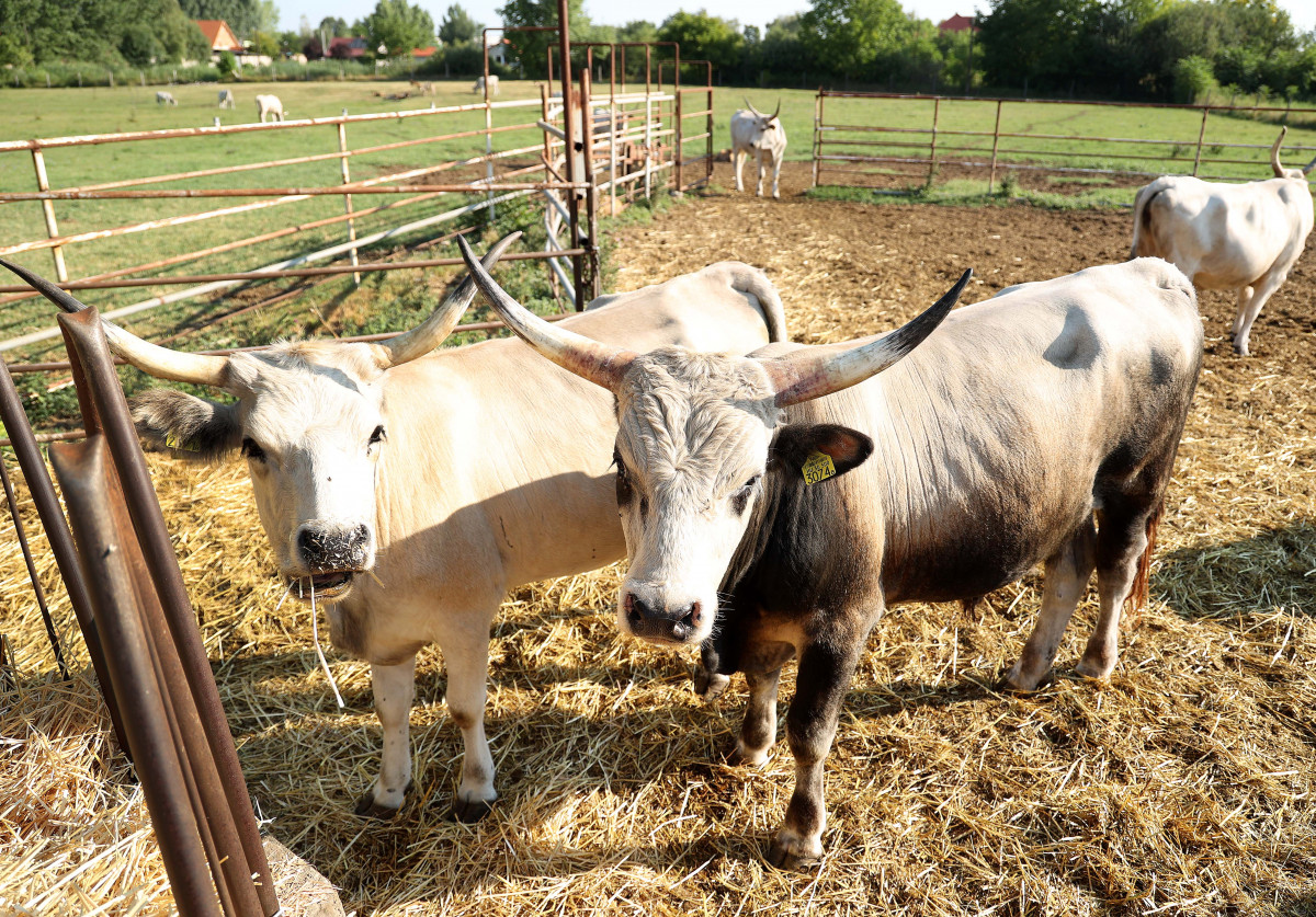 szürke marha, gazdálkodó, vidék