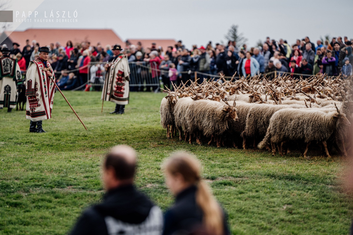 Rackajuhok a Hortobágyon