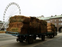 Dóm téri szalmalabirintus