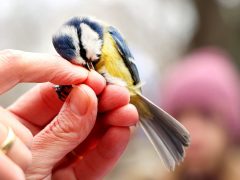 Szeged, Madártani Egyesület, madár, gyűrűzés, természet, liget, cinke, madárgyűrűzés