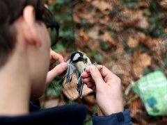 Szeged, Madártani Egyesület, madár, gyűrűzés, természet, liget, cinke, madárgyűrűzés