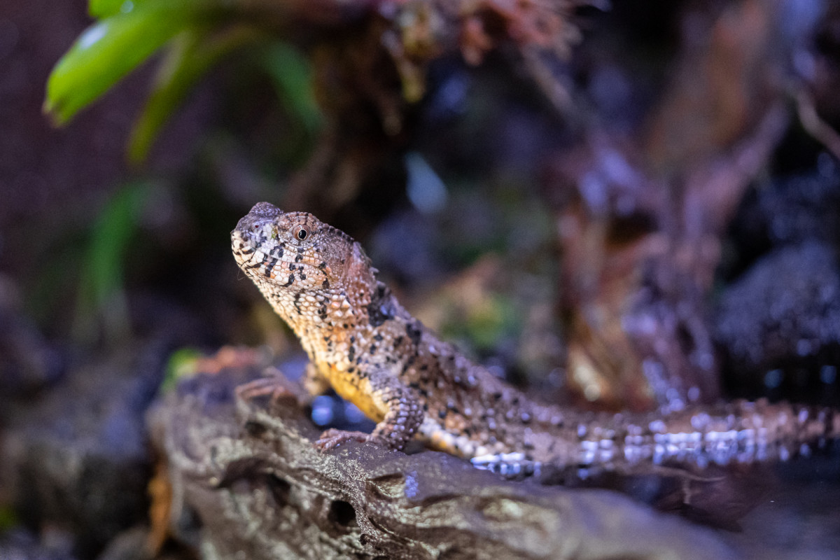Krokodilfarkú bütykösgyíkok érkeztek a debreceni állatkertbe