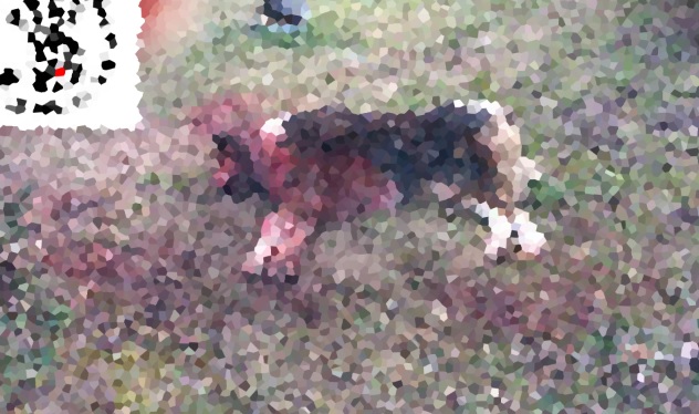 Borisz kutyus Püspökszilágy