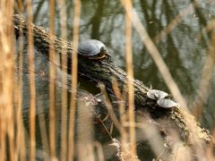 Szeged, tavasz, Holt-Maros, kirándulás, természet, teknős