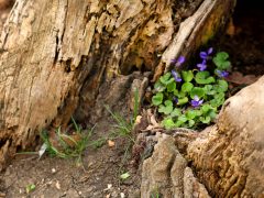 Szeged, tavasz, Holt-Maros, kirándulás, természet