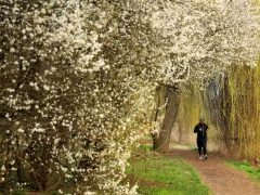 Szeged, tavasz, Holt-Maros, kirándulás, természet