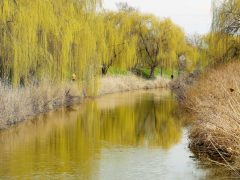 Szeged, tavasz, Holt-Maros, kirándulás, természet