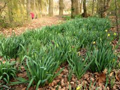 Szeged, tavasz, Holt-Maros, kirándulás, természet