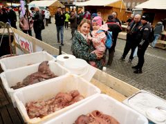 Szeged, Toros Pálinkafesztivál, böllérverseny, kolbász, süt, rendezvény, Dóm tér