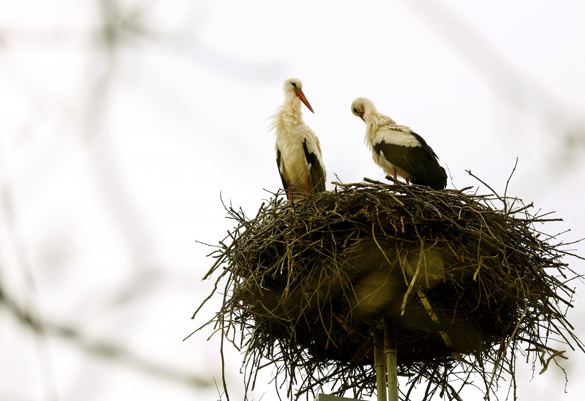 Szeged, gólya, Vadkerti tér, tavasz, fészek