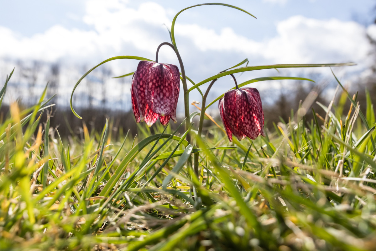 Mocsári kockásliliom