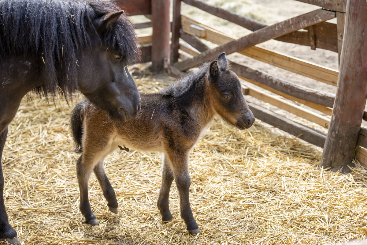 Noémi shetlandi póni debreceni állatkert