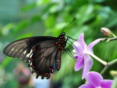 Lepkék a füvészkertben