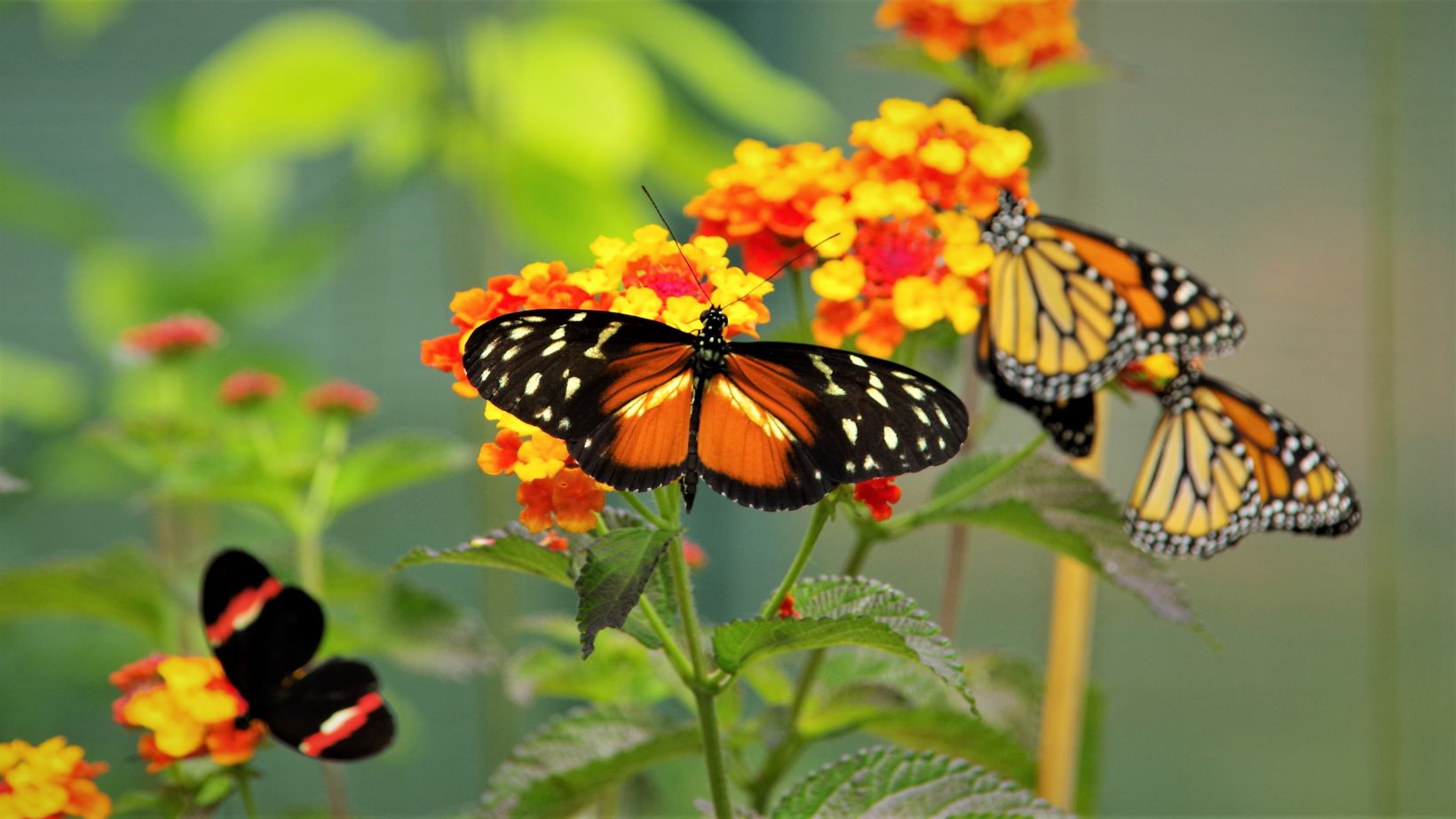 Lepkék a füvészkertben