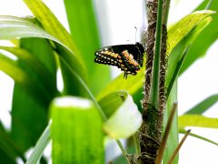 Szeged, lepke, Füvészkert, lepkeház, természet, turizmus, látnivaló