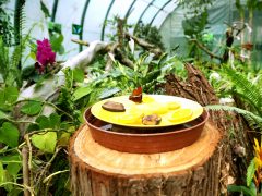 Szeged, lepke, Füvészkert, lepkeház, természet, turizmus, látnivaló