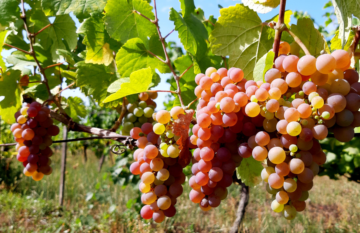 Badacsony, hegy, szőlő, bor, turizmus, nyár