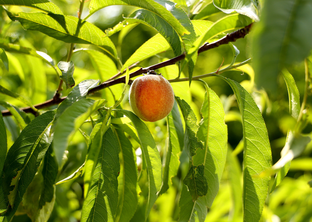 Bordány, őszibarack, gyümölcsös, gyümölcsfa, mezőgazdaság, természet, időjárás