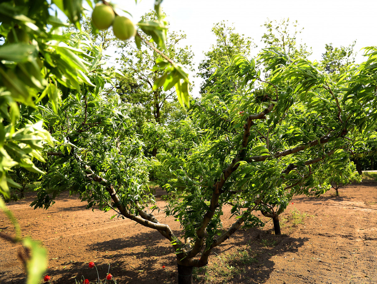Bordány, őszibarack, gyümölcsös, gyümölcsfa, mezőgazdaság, természet, időjárás
