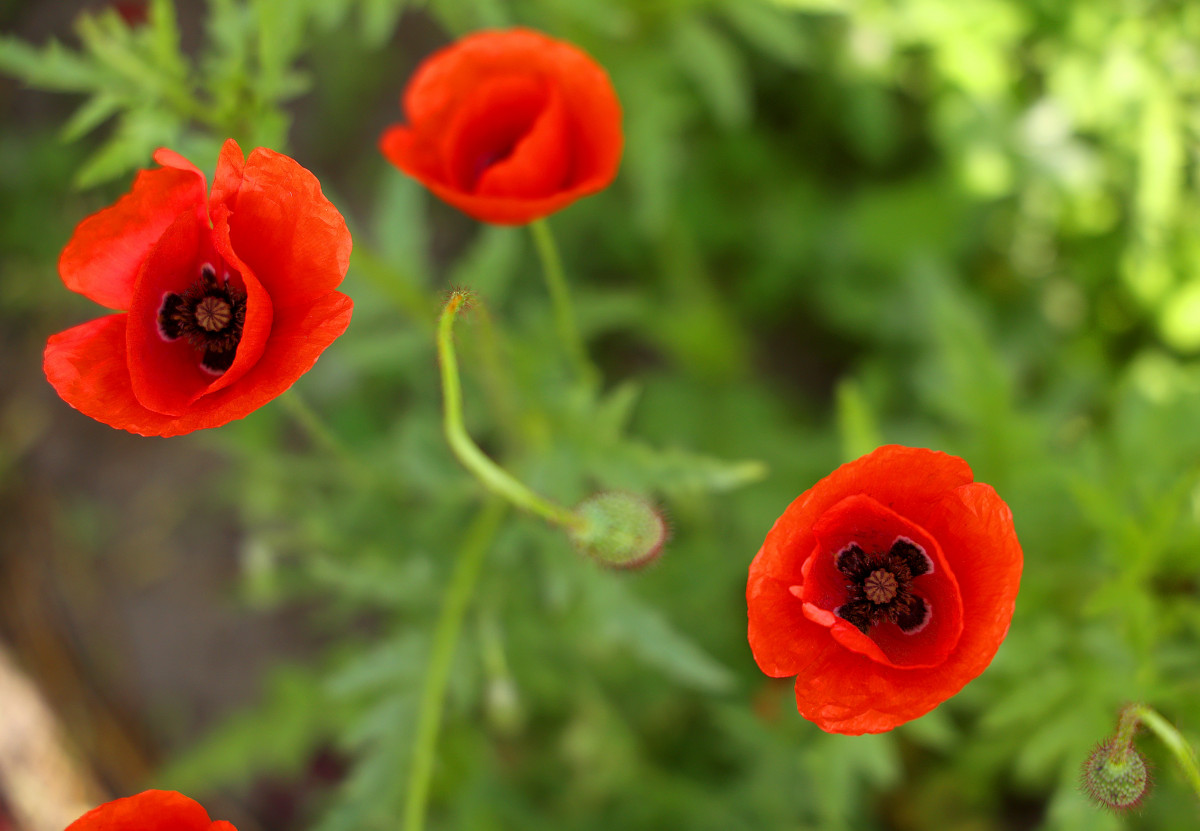 Bordány, pipacs, mező, május, tavasz, virág, időjárás, természet