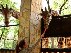 Szeged, Kormányhivatal, Vadaspark, megállapodás, zsiráf