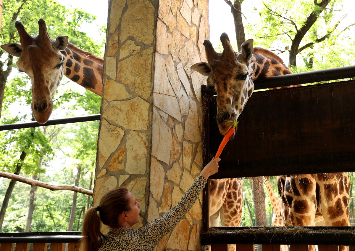 Szeged, Kormányhivatal, Vadaspark, megállapodás, zsiráf