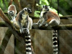 Szeged, Kormányhivatal, Vadaspark, megállapodás, makik