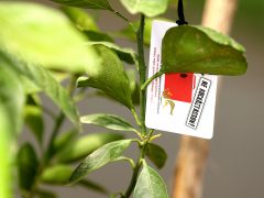 röszkei határátkelő, határ, ellenőrzés, vám, kiutazás, beutazás, forgalom