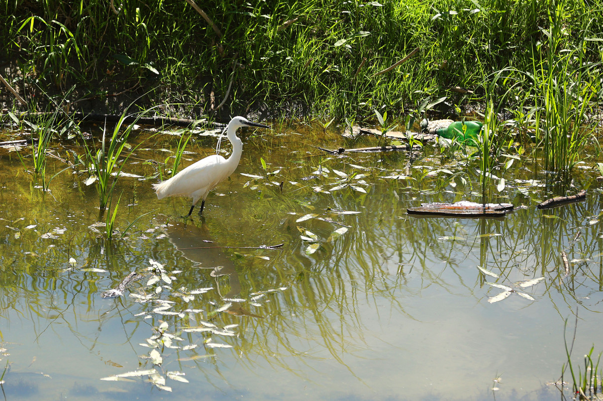 Szeged, Tisza part, vízimadár, természet