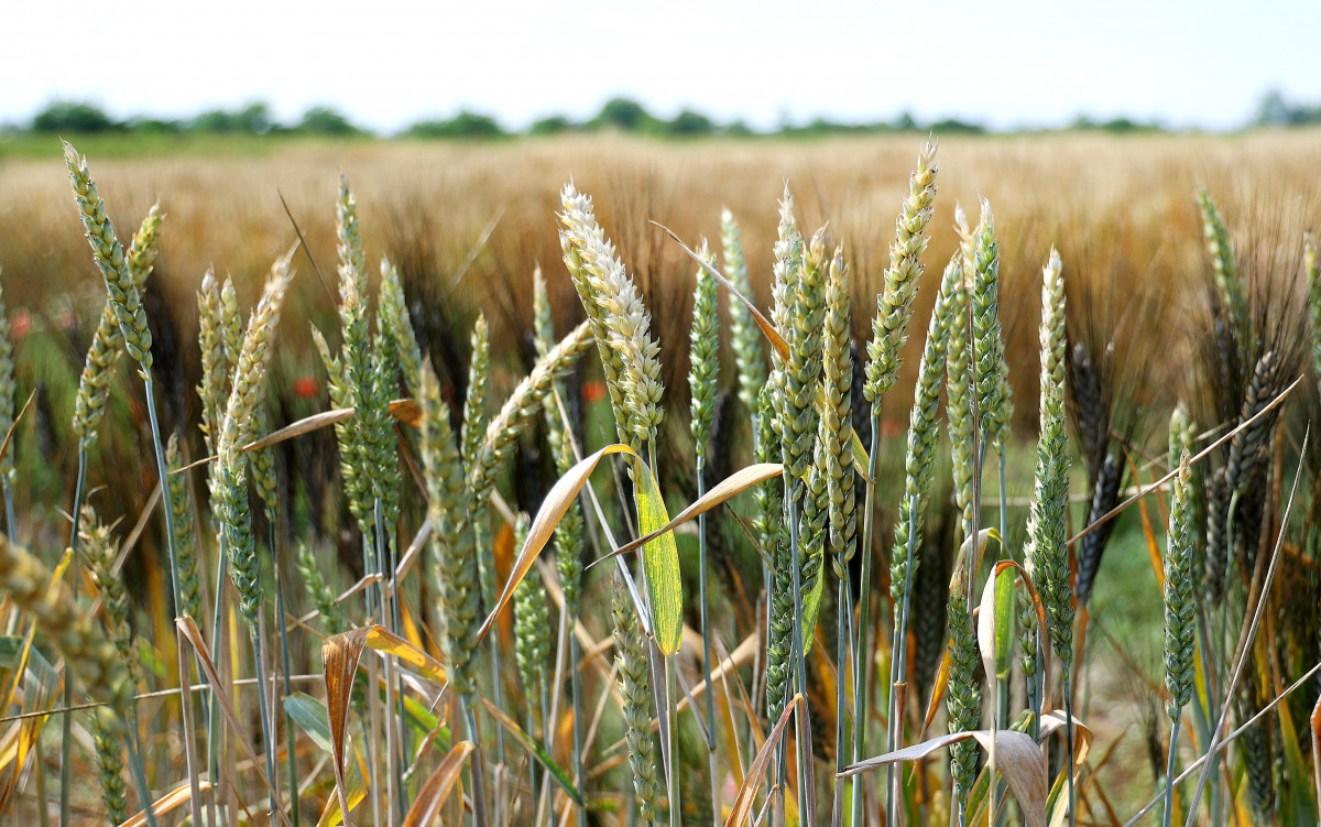 Szeged, búza, Gabonakutató Nonprofit Kft., termőföld, mezőgazdaság, termesztés, gabona, időjárás