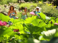 Szeged, Lótusz Napok, lótusz, Füvészkert, természet, turizmus, szórakozás