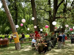 Szeged, Lótusz Napok, lótusz, Füvészkert, természet, turizmus, szórakozás