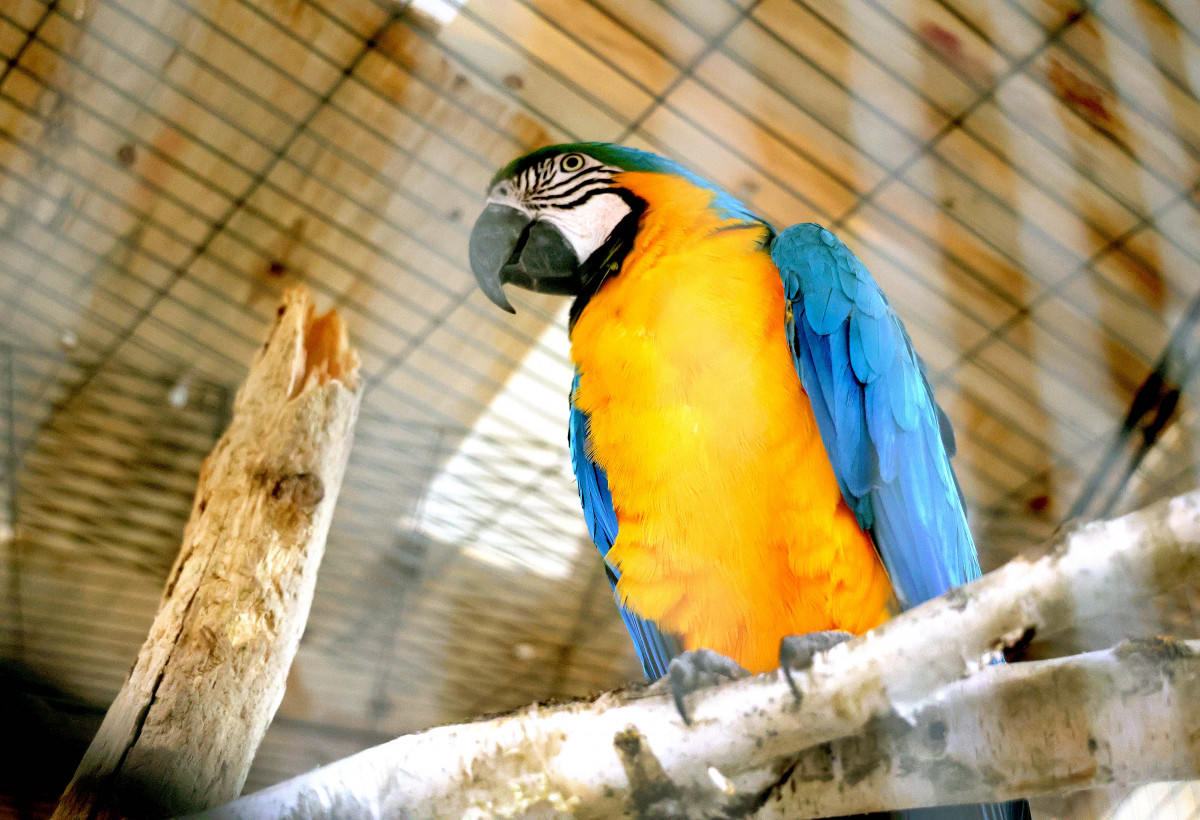 Szeged, 55. Díszmadár-kiállítás, madár, papagáj