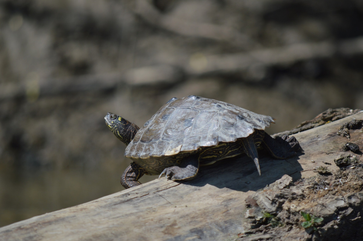 Mississippi tarajosteknős