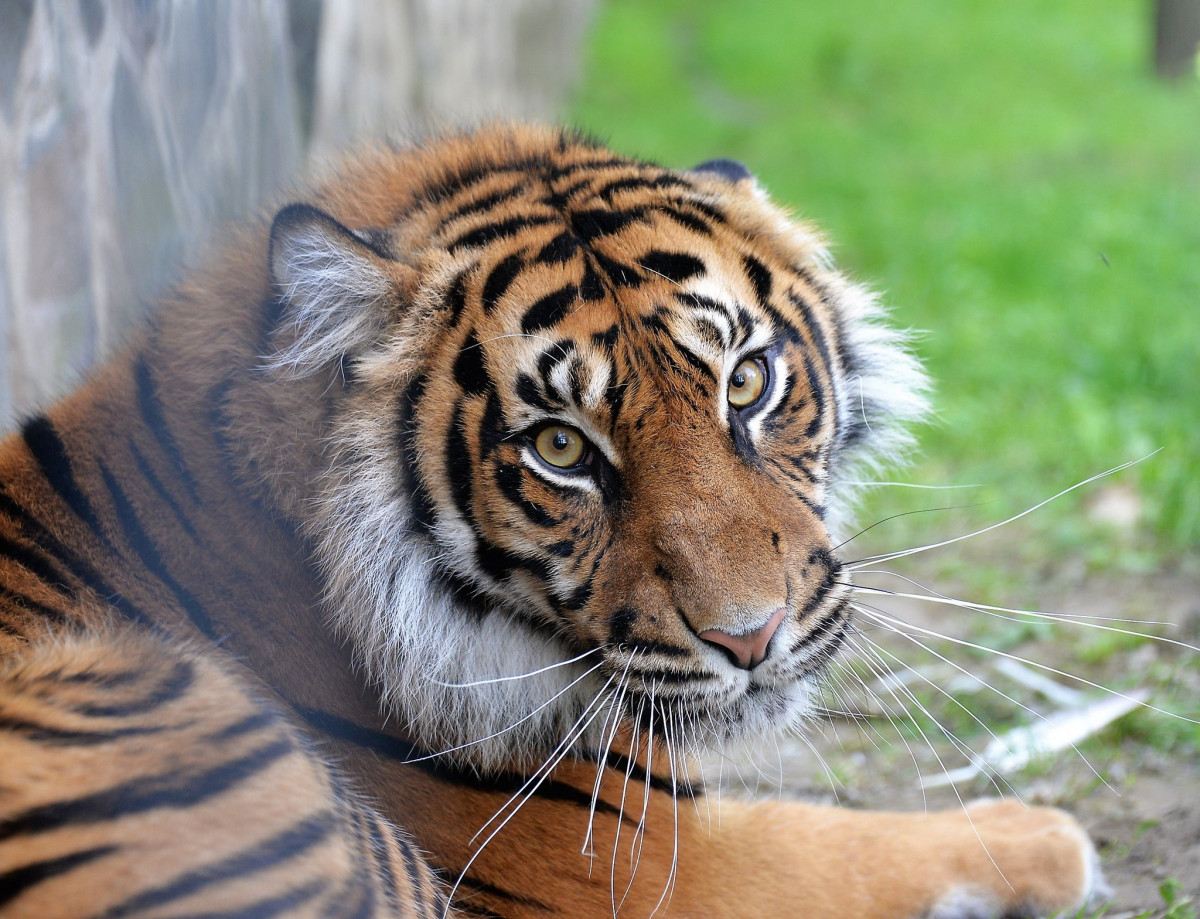 Gio Nyíregyházi állatpark szumátrai tigrise